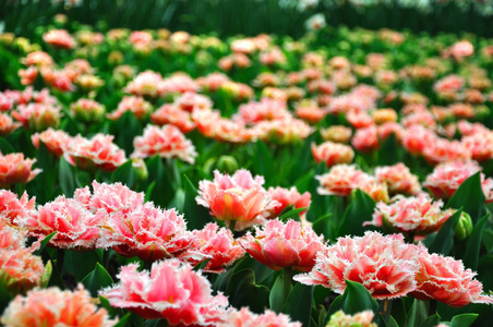 荷兰库肯霍夫公园的粉红色郁金香
