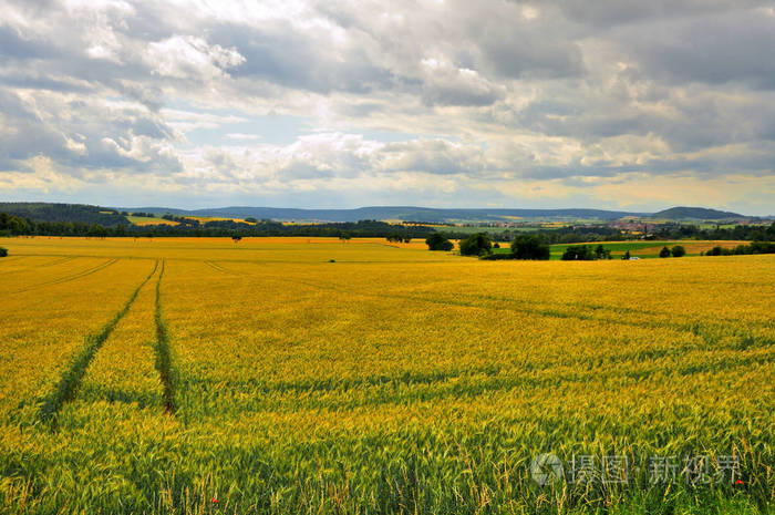 富达赫森德国施洛斯法萨纳里附近美丽的麦田