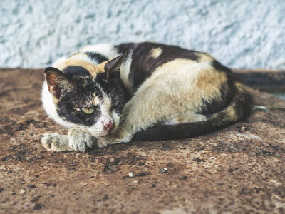 三种颜色无家可归的盲猫。 肮脏孤独的猫在生锈的地面上看着什么。