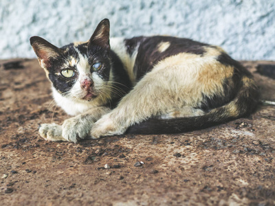 小肮脏的生病的小猫在庇护所一只肮脏的小可怜的白猫坐在水泥地板上