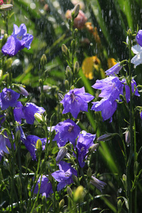 在夏日的阳光雨下，花园里的花坛里美丽的花朵的特写