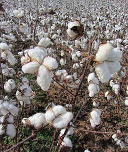阿拉巴马州棉花作物棉子,准备收割.照片