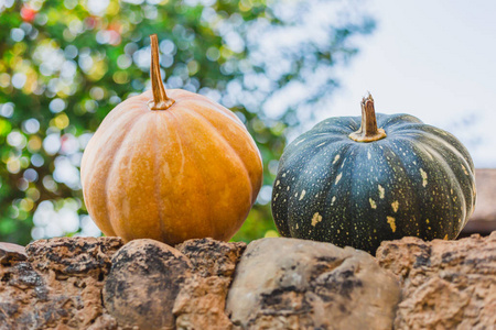 s Organic Yellow and green pumpkins together for creative use.