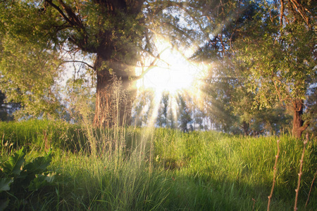 日落时橡树和绿草的夏季景观