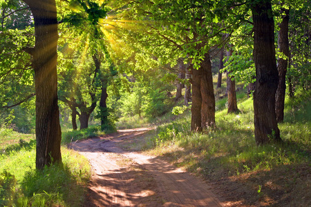 橡树的大道图片