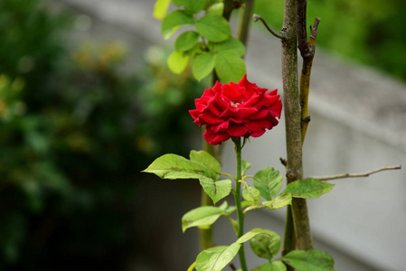 白色和黄色的弗拉吉帕尼花,背景有叶子.梅花盛开,绿叶.照片