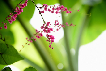 花园里美丽的花朵在夏天绽放，点缀着正式的花园。 公园。 美丽的花园。