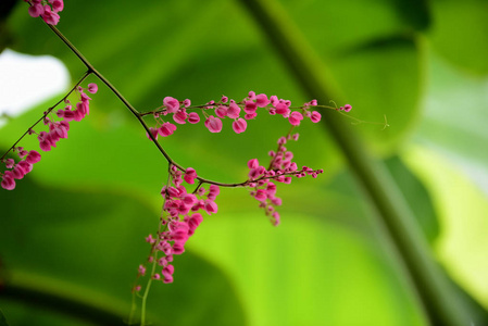 花园里美丽的花朵在夏天绽放，点缀着正式的花园。 公园。 美丽的花园。