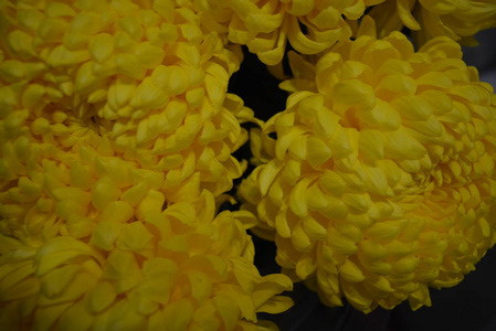 美丽的秋乌兰花，黄色的菊芽，大而滑稽的黄色花序，高贵的花，秋天的心情，黄色的背景