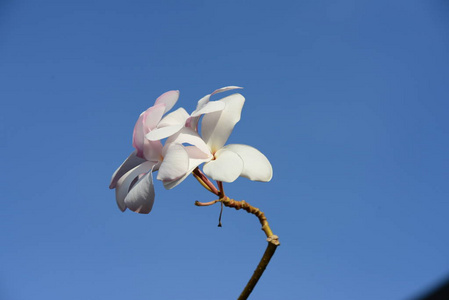 粉红色的花在绿叶的背景上。出血的心花宏一些花在焦点上，有些不是。有阳光的花。 花背景与蓝色花朵，春花，复古夏季背景。