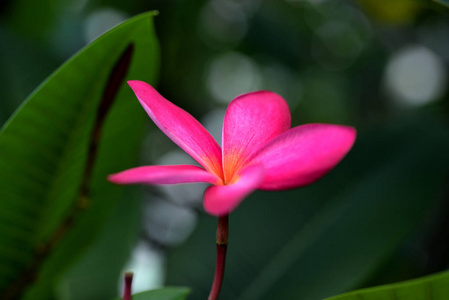 粉红色的花在绿叶的背景上。出血的心花宏一些花在焦点上，有些不是。有阳光的花。 花背景与蓝色花朵，春花，复古夏季背景。