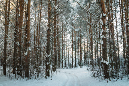 美丽的冬天风景，森林里满是树木覆盖着雪。 俄罗斯在寒冷的日子里