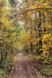 秋天的风景之路，在森林里有五颜六色的叶子