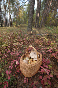 五颜六色的秋林中柳条篮子里的各种蘑菇