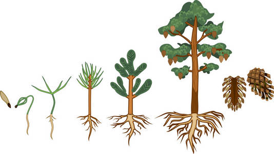 从种子到成熟松树的圆锥形生长阶段照片