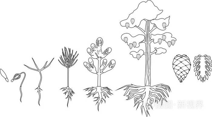 种子成长过程图简笔画图片