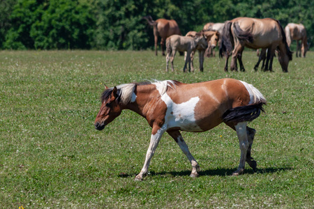 斑点马。 马在绿色的草地上放牧。 巴什基里亚。