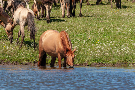 马站在池塘的水中，从那里喝水。 马在浇水的地方。 巴什基里亚。