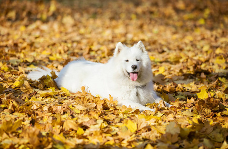 秋天公园里快乐的狗