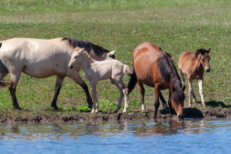 母马和他们的小马驹在池塘的岸边。 马在浇水的地方。 巴什基里亚。