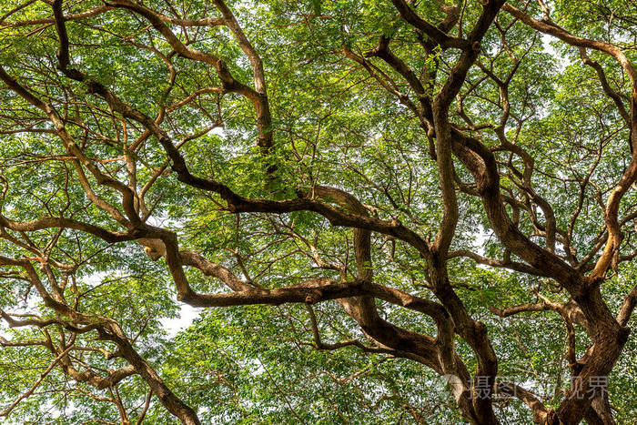 自然背景材料绿叶榕树枝条形状
