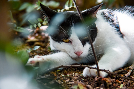 猫在花园里休息动物肖像