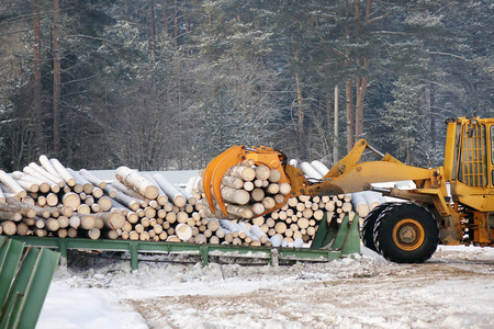 正在装载木材。森林原木, 卸下拖拉机。林业