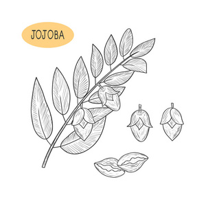 霍霍巴.树枝, 树叶, 水果.素描照片