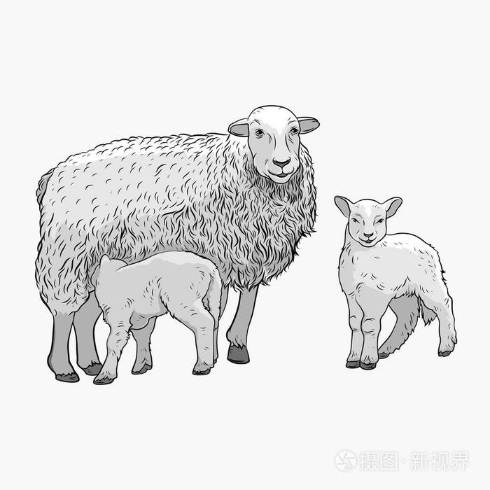 插画 有两只羔羊的羊. 羊喂羔羊. 矢量插图.eps