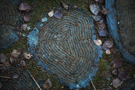 树木的纹理切割。 地上的树桩上覆盖着松针和树叶。 惊人的瓷砖在地面上的形式，木材从混凝土。