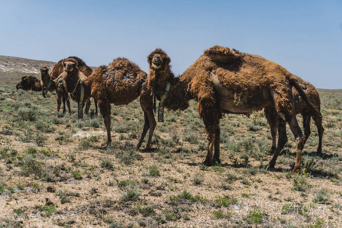 骆驼在哈萨克斯坦的草原上吃草