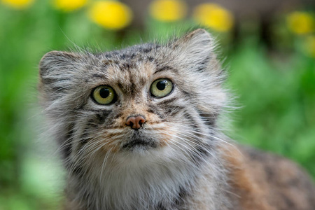 s cat, Otocolobus manul, cute wild cat from Asia.