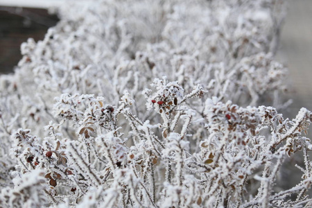 白雪覆盖的玫瑰灌木