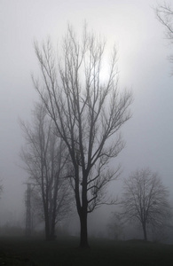 秋天在雾中光秃秃的树的黑白照片