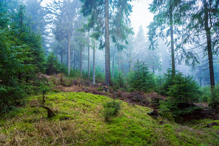 秋日清晨多雾的常绿森林