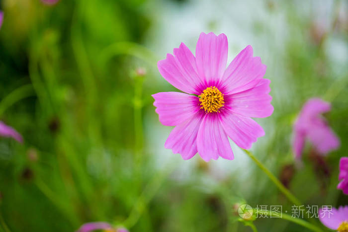 宇宙花在花园里盛开 粉红色和红色的宇宙花花园柔和的焦点和蓝色的色调 宇宙花在田野里绽放 照片 正版商用图片 摄图新视界 宇宙花在花园里盛开 粉红色和红色的宇宙花花园柔和的焦点和蓝色的色调 宇宙花在田野里绽放 照片 正版商用图片 摄图新视界