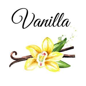 香草黄花荚和叶子. 水彩画手绘插图分离白色背景照片