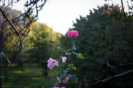 花园里有一束粉红色的玫瑰。 快关门。 选择性聚焦