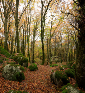 秋天的山毛榉森林，地面上的小径上有裸露的树木和一张干燥的叶子床。 秋天的暖色在这幅伟大的全景大幅面照片的下面。 多幅图像的组成。