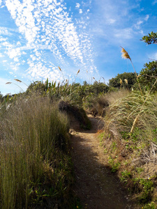 新西兰湾利沙滩阳光明媚的一天，带着潘帕斯草漫步小径