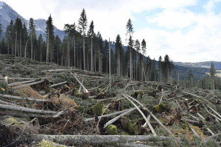 意大利南部蒂罗尔州卡莉扎博拉诺湖风暴效应显示,森林地区的树木倒下