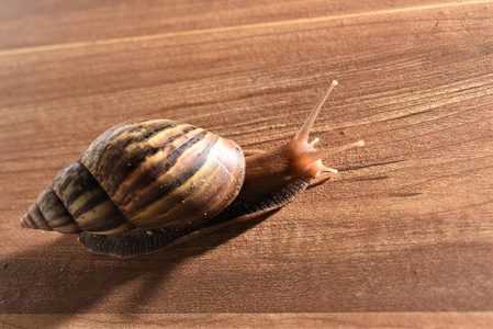 蜗牛在漆木地板上爬行