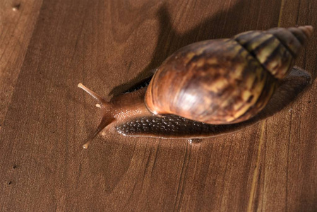 蜗牛在漆木地板上爬行