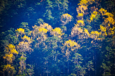 选择焦点蓝色森林背景上美丽的杜鹃花树和黄叶。 尤姆当谷或西基姆花谷印度庇护