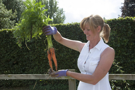 菜园子里的女人从高高的床上拉胡萝卜