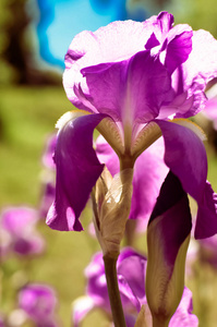 紫蓝色的野生鸢尾花，覆盖着夏日的雨滴在草地草地的绿色背景上