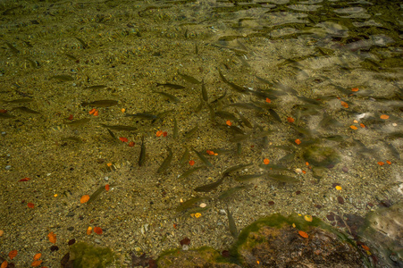 多山河水中的一群小鱼图片