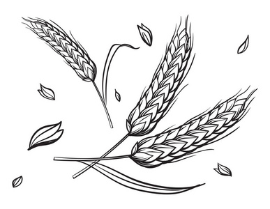 几个耳朵的小麦上米色背景手绘矢量素描