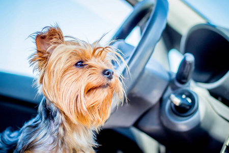 一只毛茸茸的小狗在约克郡猎犬的车内等待主人。 乘汽车旅行