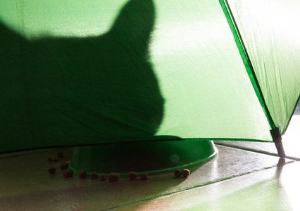 在绿伞下吃槌球的猫的影子